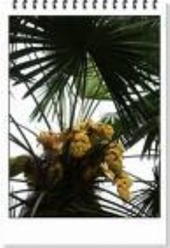 Saw Palmetto Extract